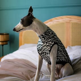 @ribblevalleywhippet