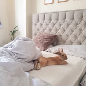@harley.the.mini.lop