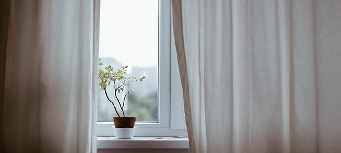 Plant on Windowsill