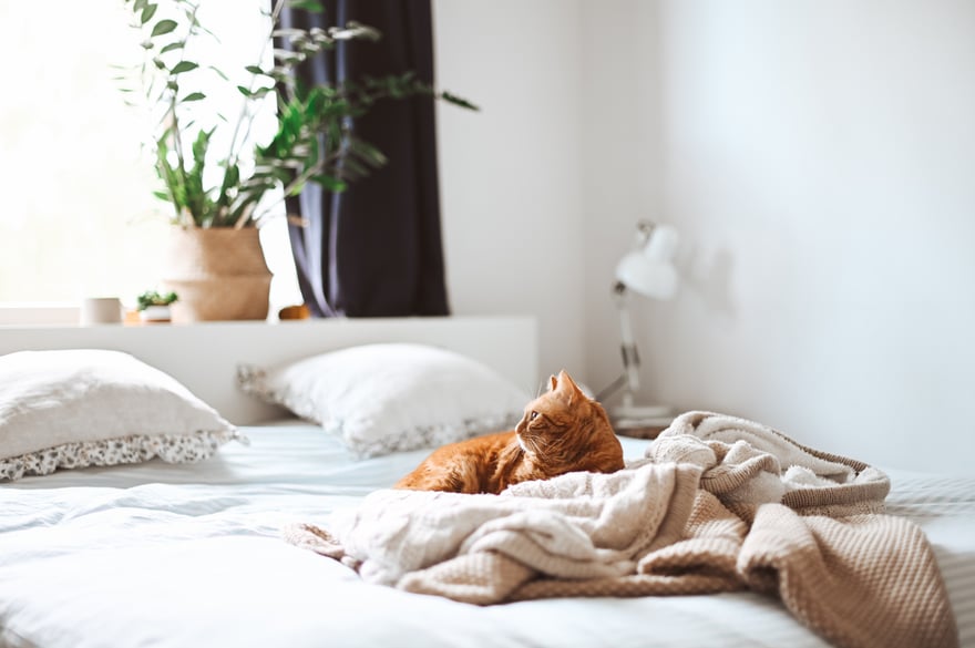 The Surprising Benefits Of Sleeping With Your Pet