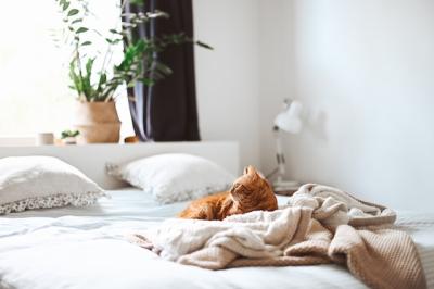 Let's Talk Bed Bugs - and How to Get Rid of Them