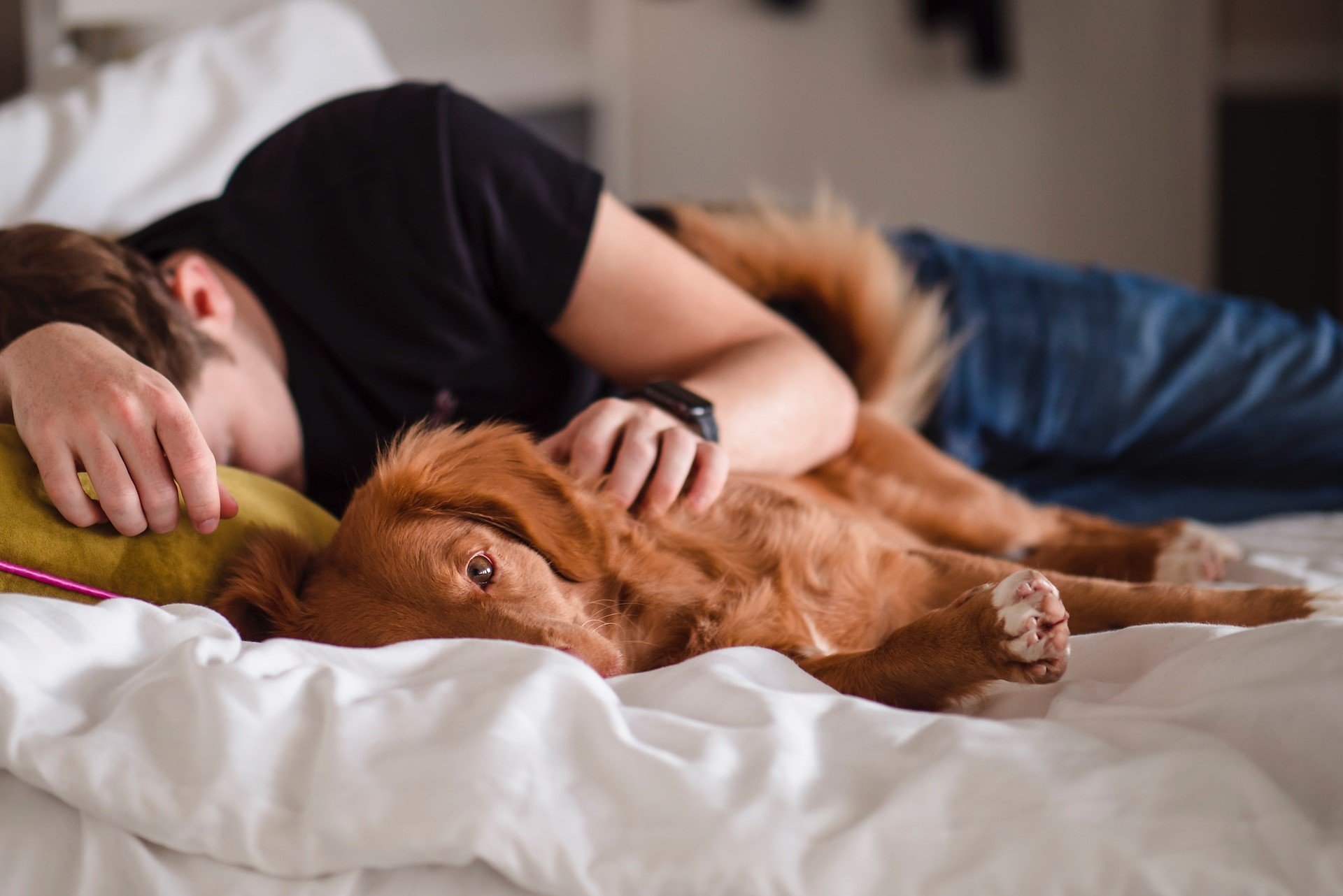 Why To Avoid Sharing Beds With Pets