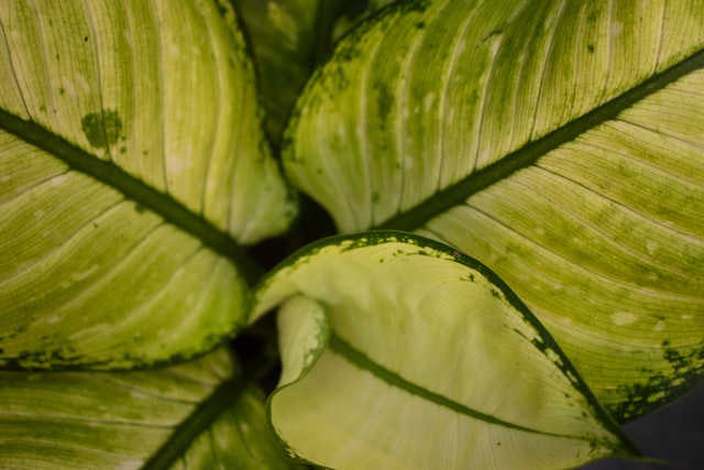 Chinese evergreen