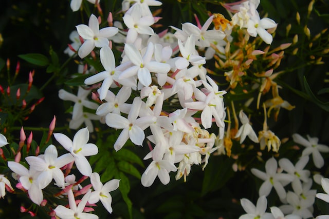 Jasmine plant