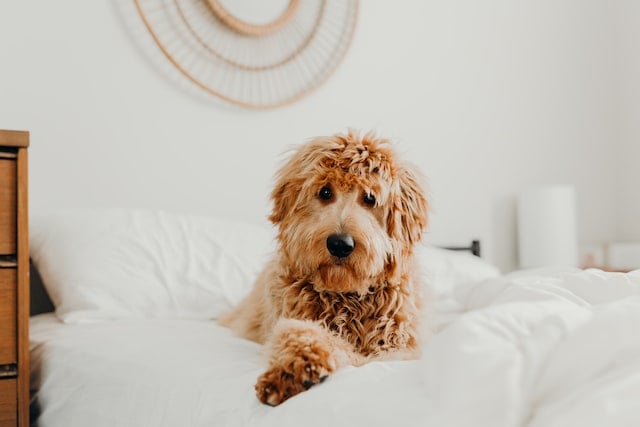 Dog on bed