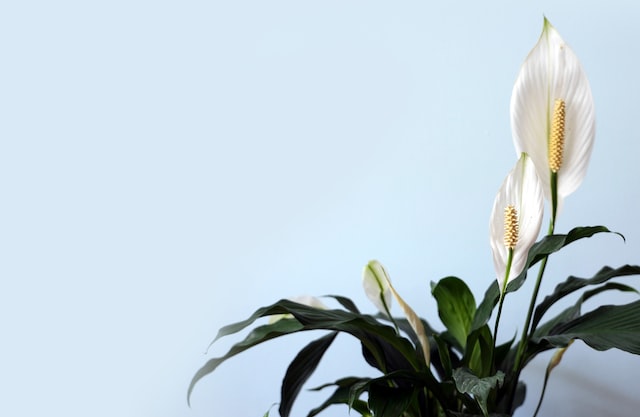 Peace lily