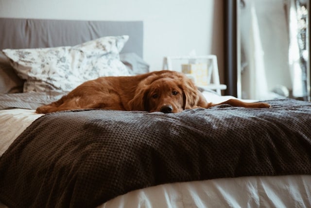 Dog on bed