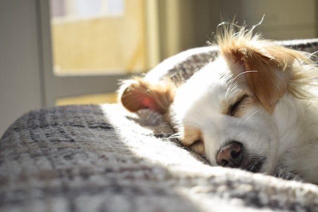 Dog asleep in sunlight
