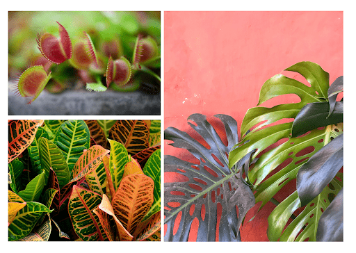 Botanical Plants